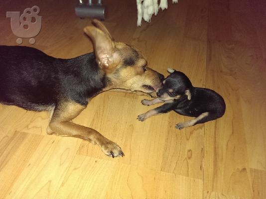 pinscher toy καθαρόαιμα